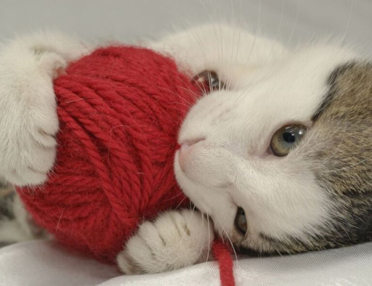 fhthblog quick recipes from fromhungertohope