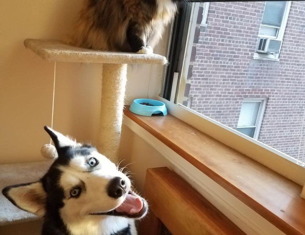 how can i play honzava5 online games free