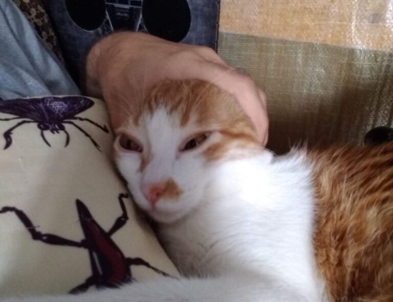 how to install mozillod5.2f5