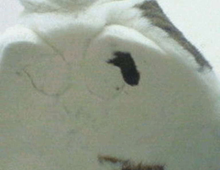 improve software meetshaxs in future