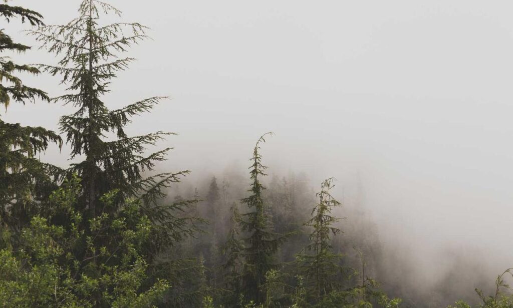 is higossis brush good for concealer