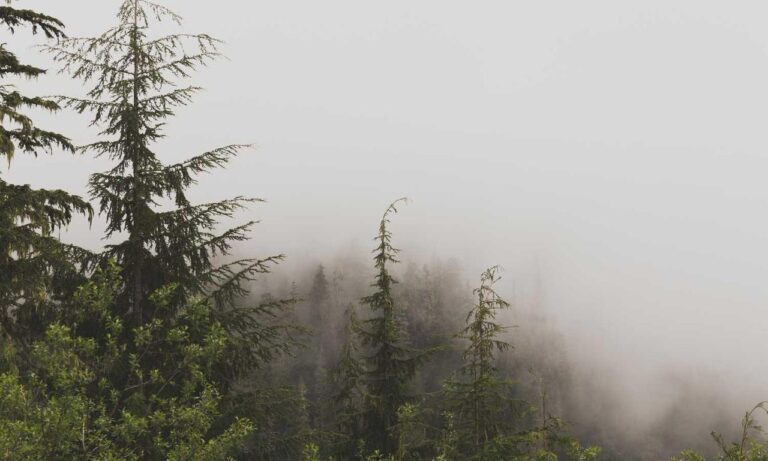 is higossis brush good for concealer