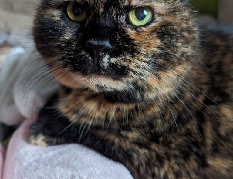 pregnant women with azoborode allergy