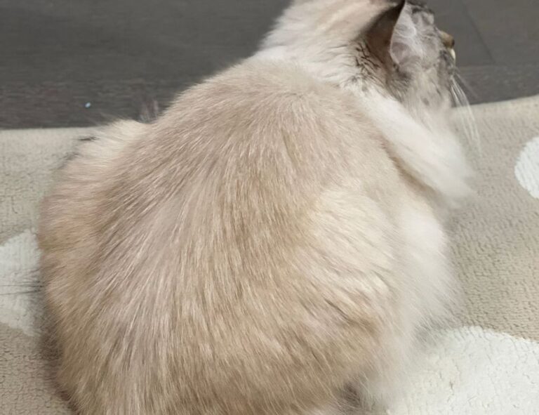 what is a healthy quick meal fhthblog