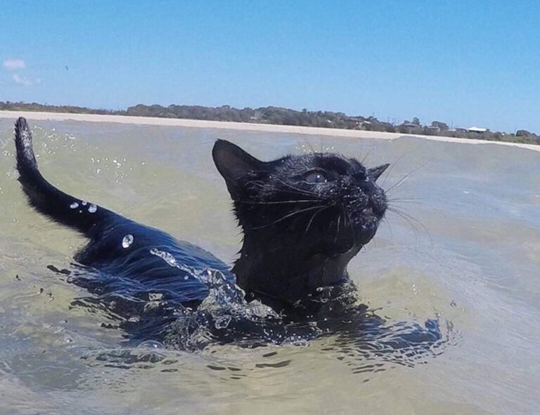 why is saisiege5487 not available in my country