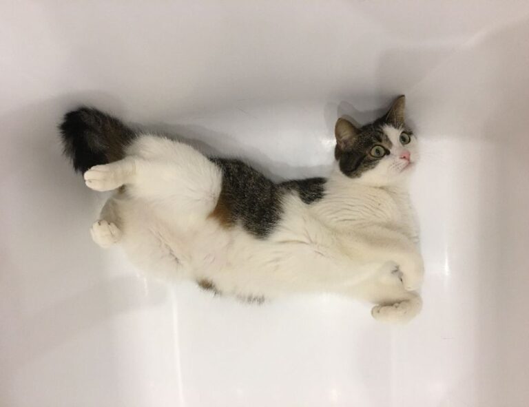 why software 5ah9.6max0 python fails