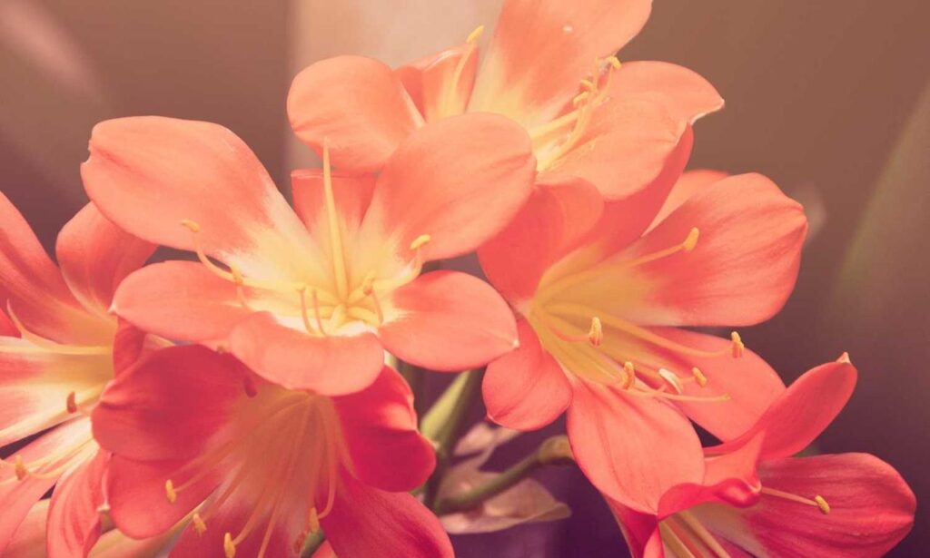 fhthrecipe smoothie recipe by fromhungertohope