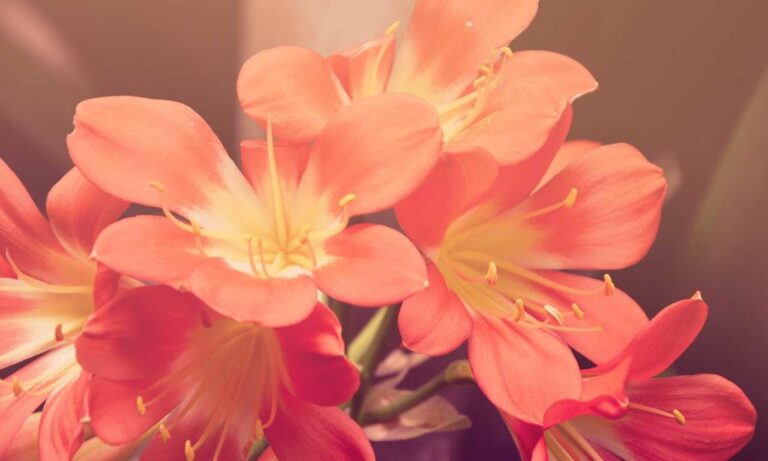 fhthrecipe smoothie recipe by fromhungertohope