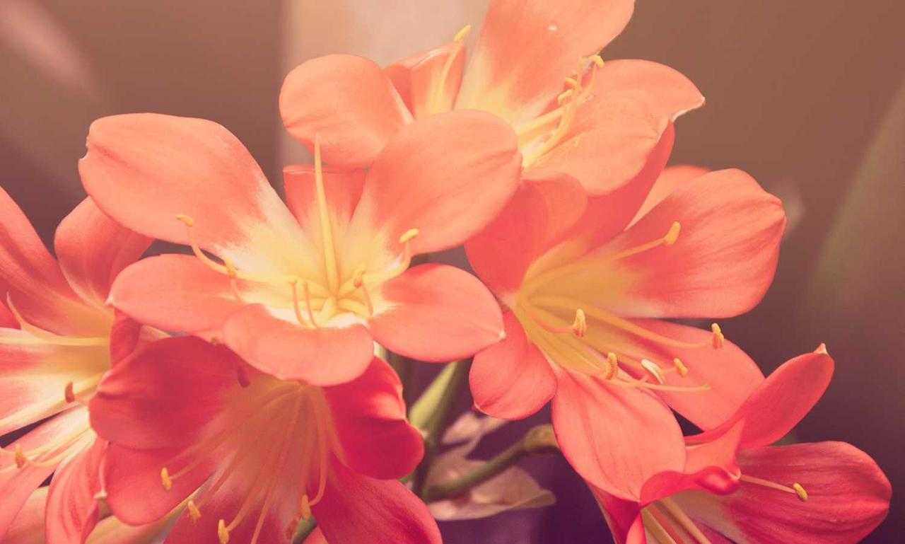 fhthrecipe smoothie recipe by fromhungertohope