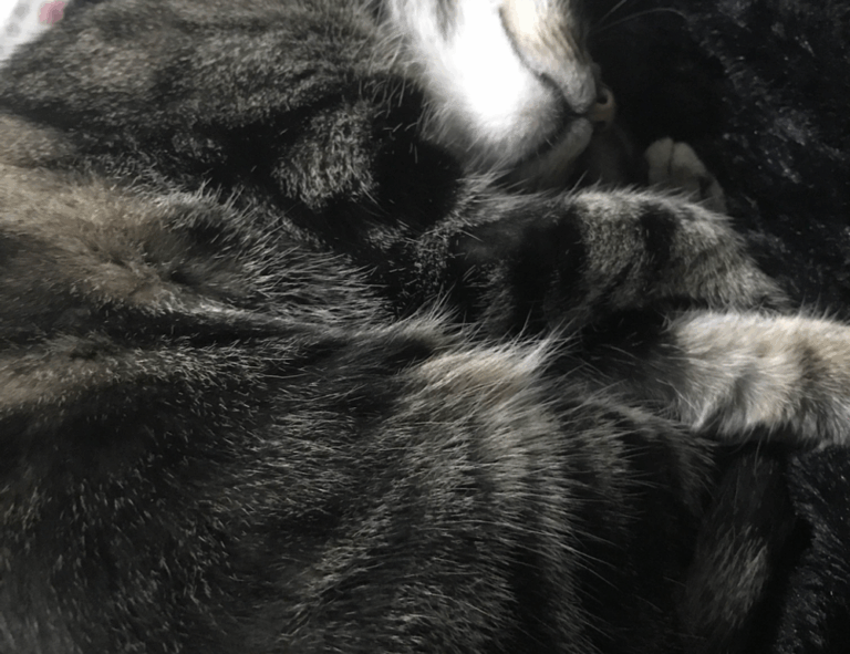 fresh fruit cwbiancarecipes