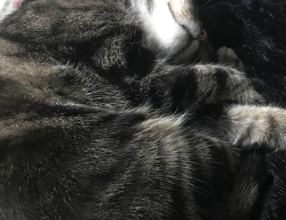 fresh fruit cwbiancarecipes