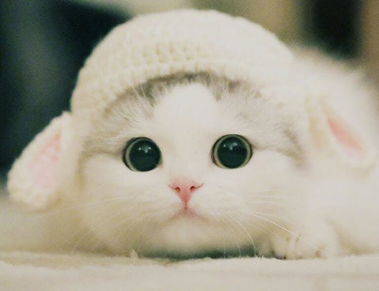 frying guide cwbiancarecipes