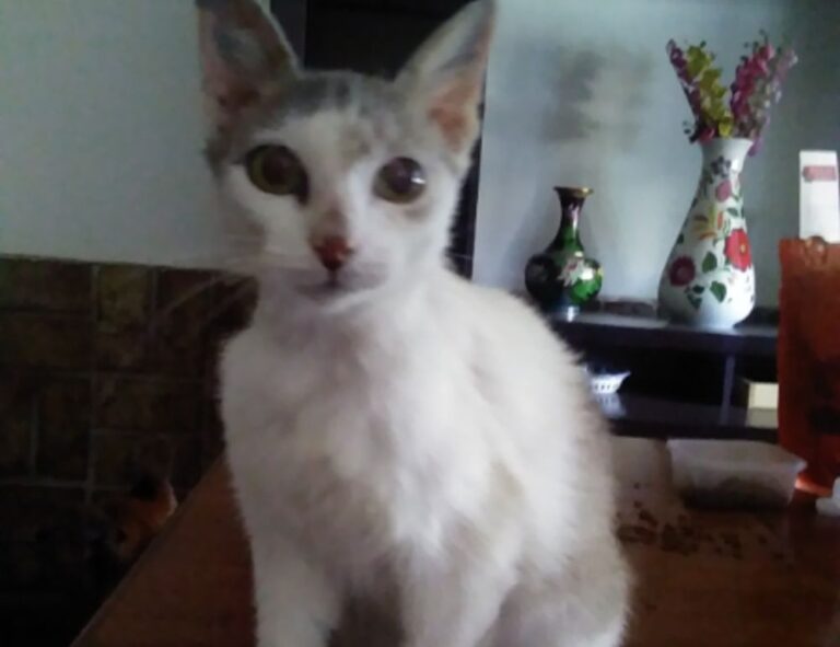 frying infoguide fhthrecipe