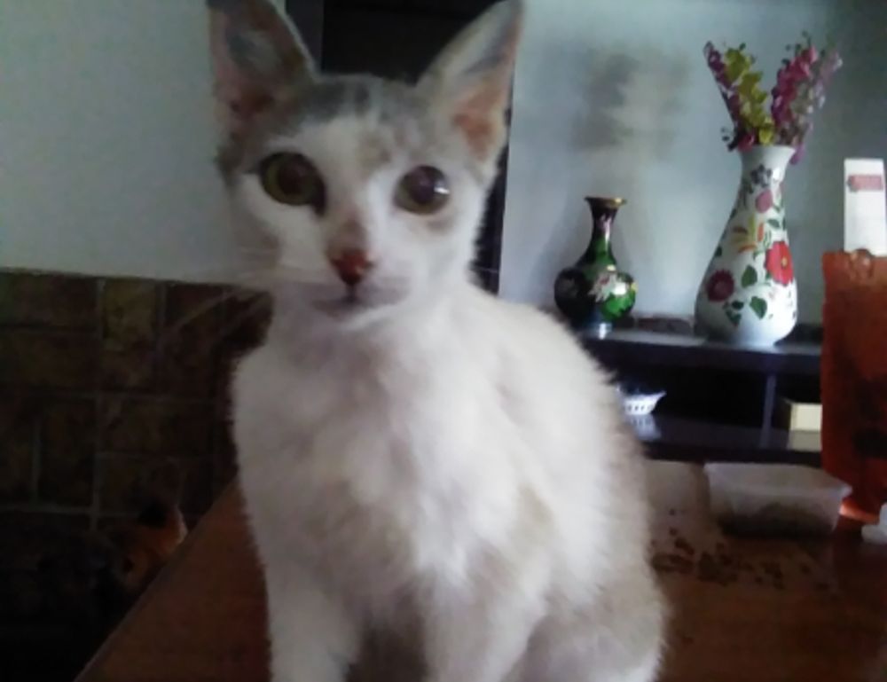 frying infoguide fhthrecipe