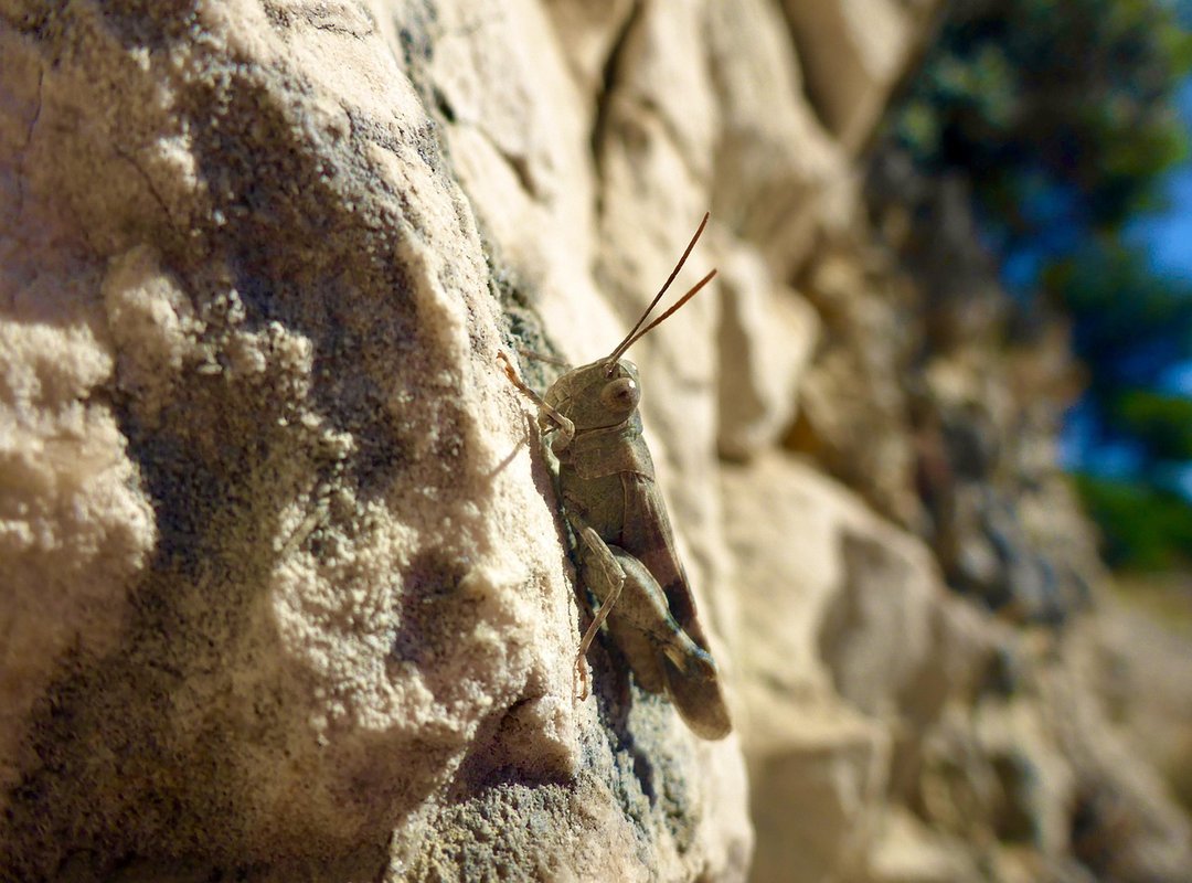 Flensutenol Texture Flensutenol Texture