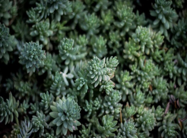 alight motion pro + mod apk (v4.0.4) download premium