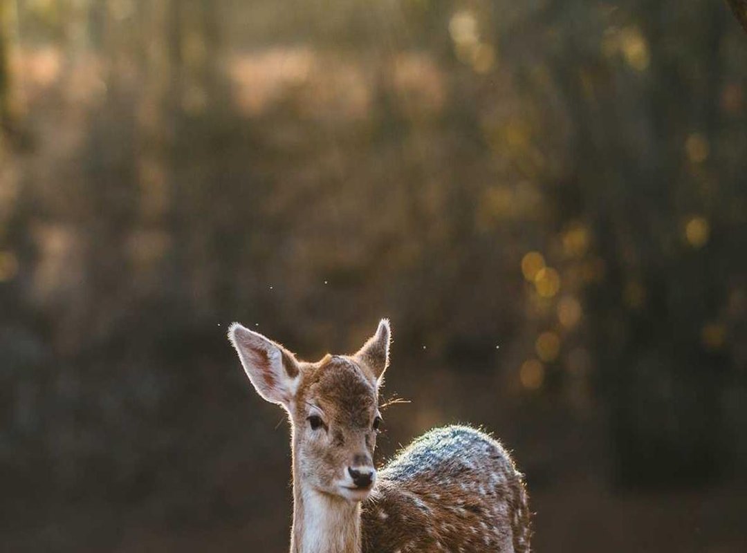 The Transformation Debate: Addressing Cosmetic Surgery Rumors