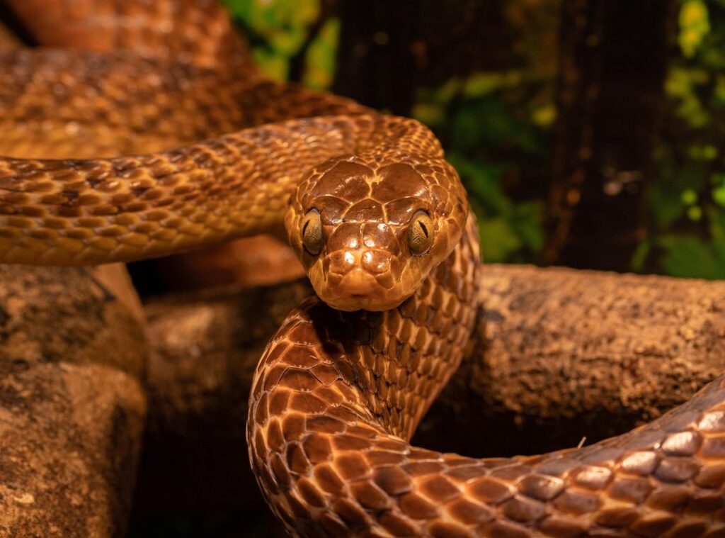 kelcy warren snake