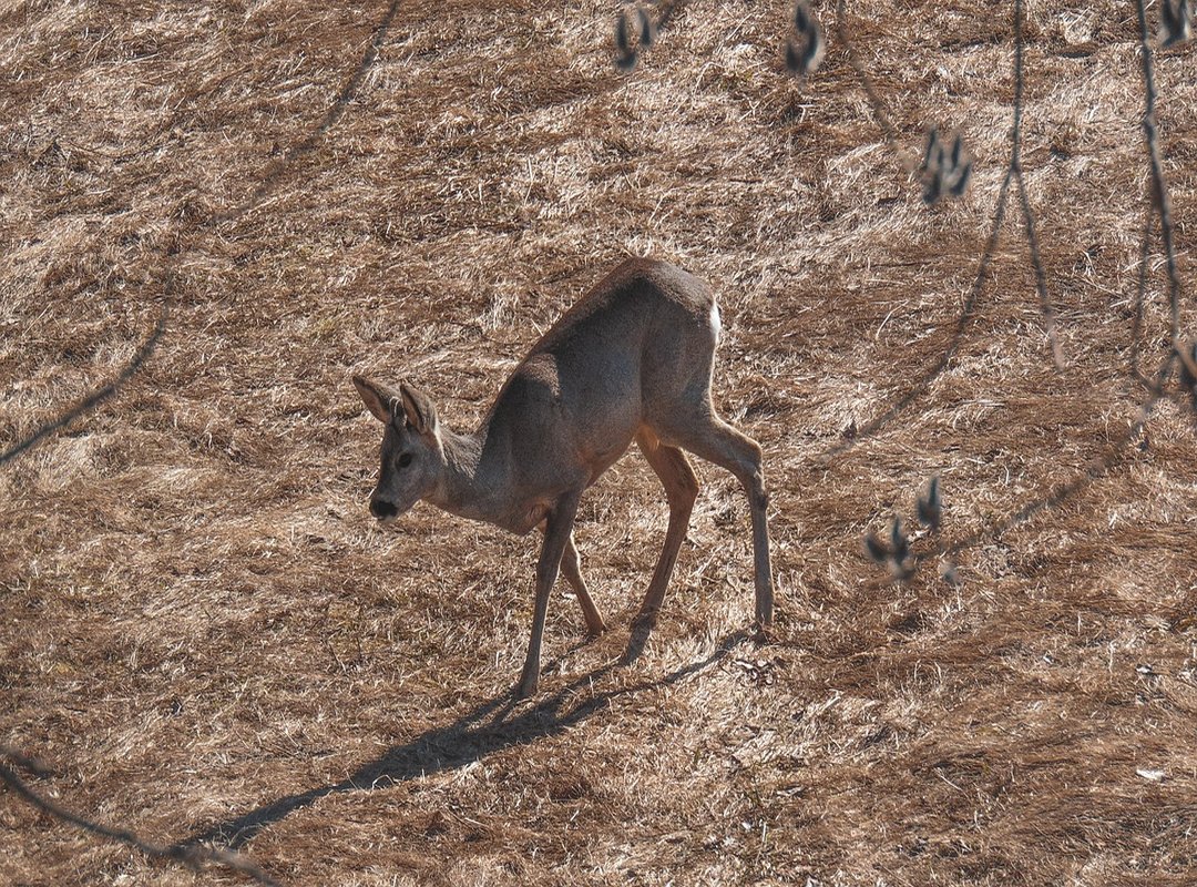 Common Mistakes to Avoid When Translating 